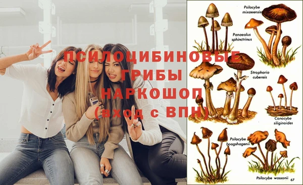 apvp Богданович