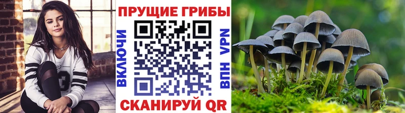 kraken маркетплейс  Вязьма  Псилоцибиновые грибы прущие грибы  даркнет сайт 